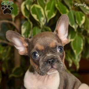 Wendy, French Bulldog Puppy
