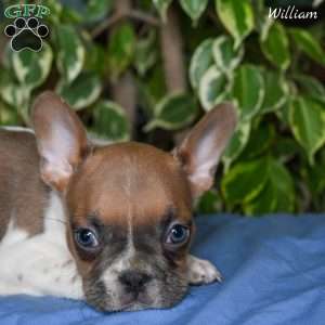 William, French Bulldog Puppy
