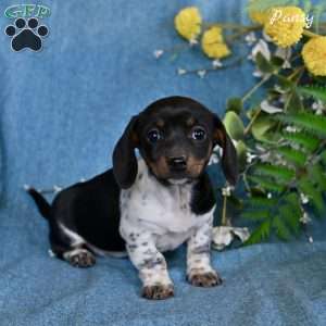 Pansy, Dachshund Puppy