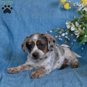 Chief, Miniature Australian Shepherd Mix Puppy