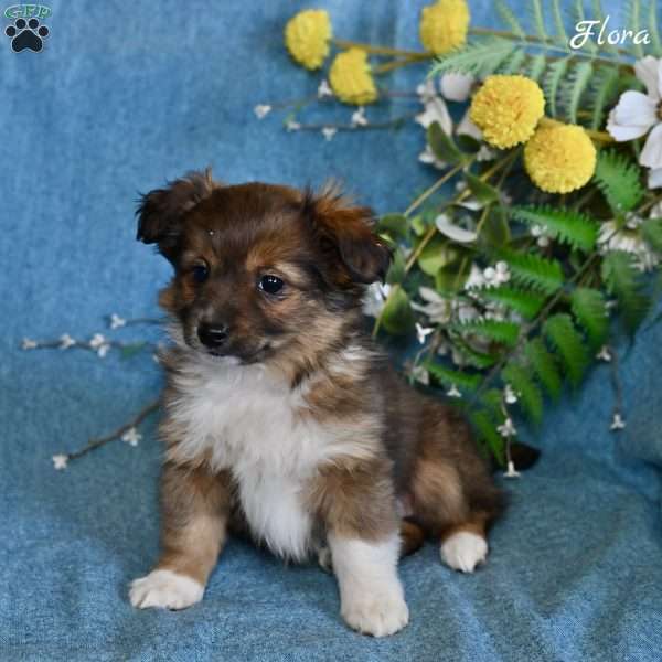 Flora, Dachshund Mix Puppy