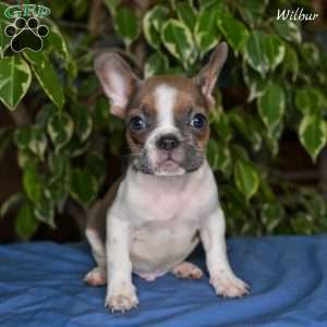 Wilbur, French Bulldog Puppy