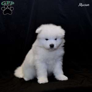 Mason, Samoyed Puppy