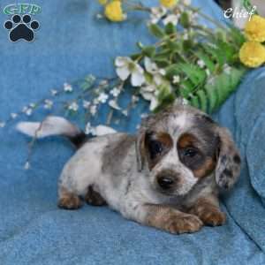 Chief, Miniature Australian Shepherd Mix Puppy