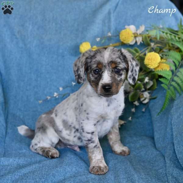 Champ, Miniature Australian Shepherd Mix Puppy