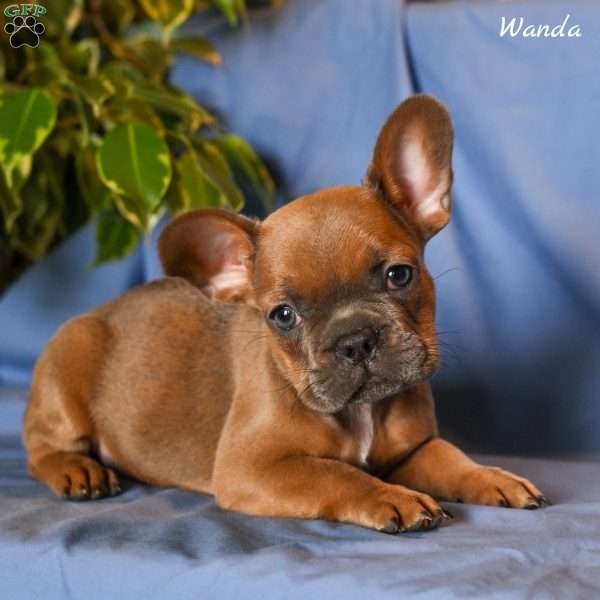 Wanda, French Bulldog Puppy