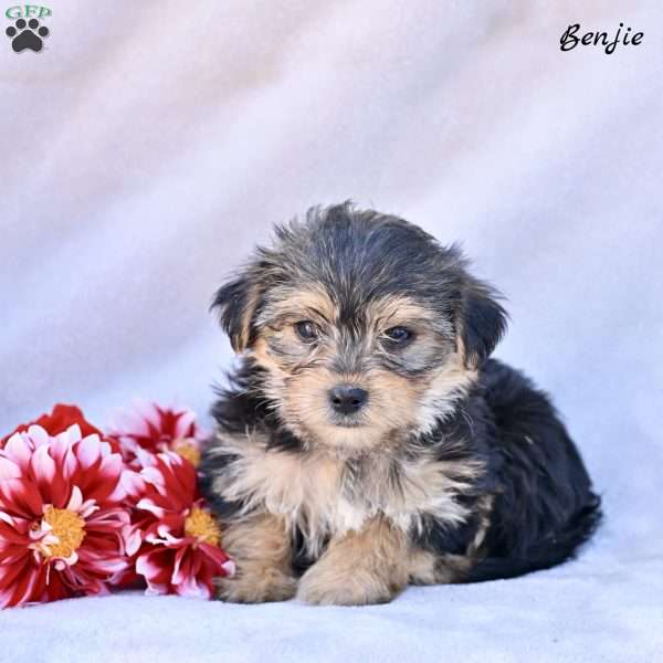 Benjie, Morkie / Yorktese Puppy
