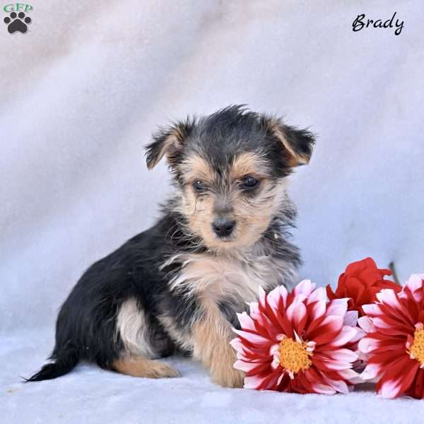 Brady, Morkie / Yorktese Puppy
