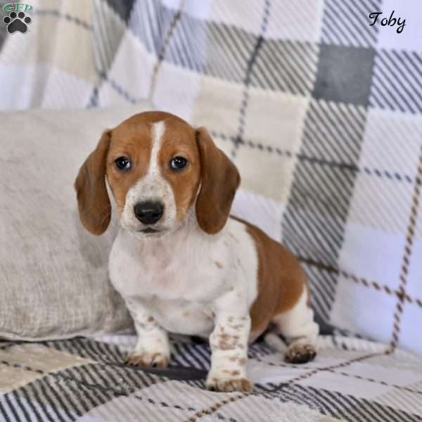Toby, Dachshund Puppy