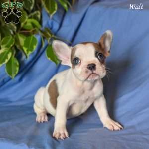 Walt, French Bulldog Puppy