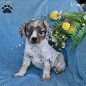 Champ, Miniature Australian Shepherd Mix Puppy