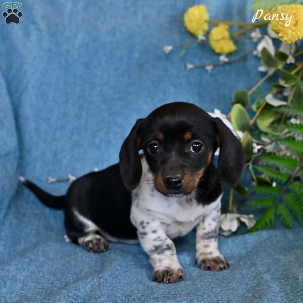 Pansy, Dachshund Puppy