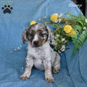 Champ, Miniature Australian Shepherd Mix Puppy