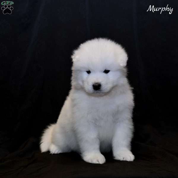 Murphy, Samoyed Puppy