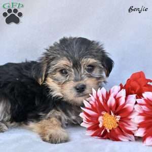 Benjie, Morkie / Yorktese Puppy