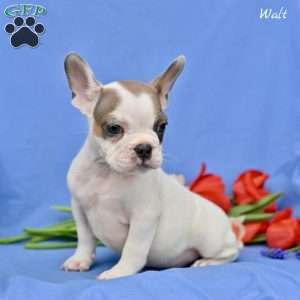 Walt, French Bulldog Puppy
