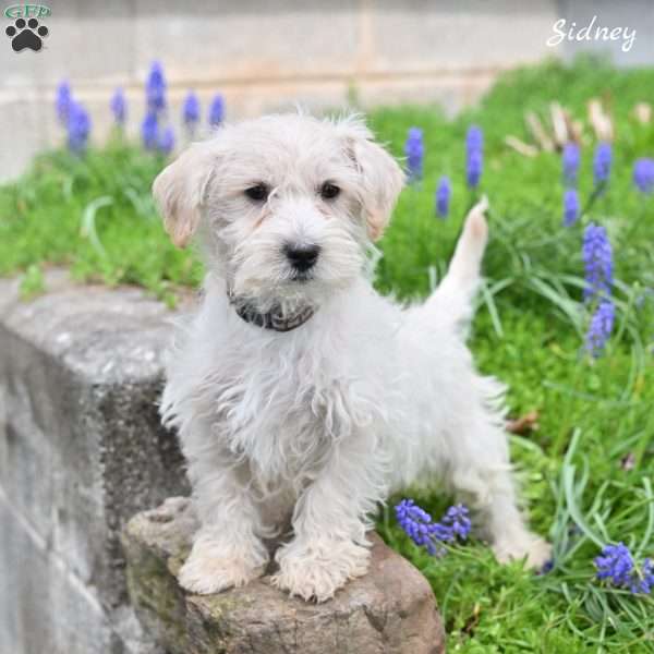 Sidney, Westiepoo Puppy