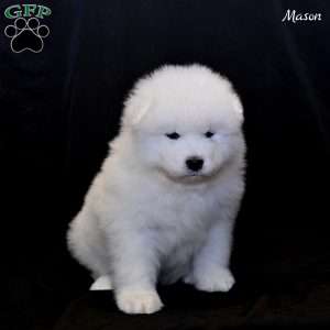 Mason, Samoyed Puppy
