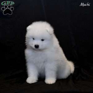 Mochi, Samoyed Puppy