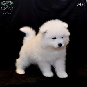 Max, Samoyed Puppy