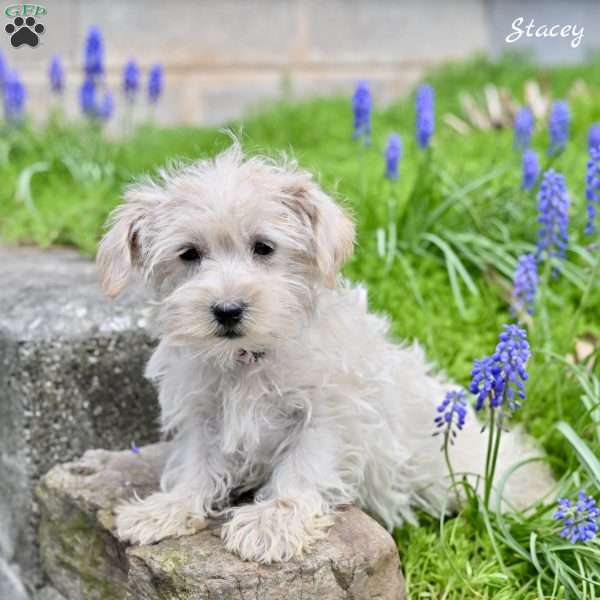 Stacey, Westiepoo Puppy