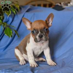 William, French Bulldog Puppy