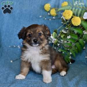 Flora, Dachshund Mix Puppy