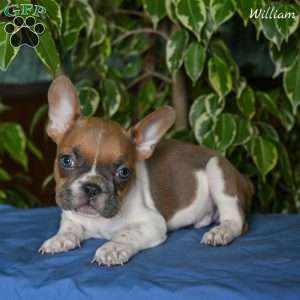 William, French Bulldog Puppy