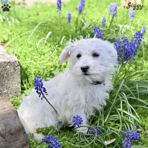 Siggy, Westiepoo Puppy
