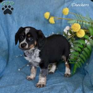 Checkers, Miniature Australian Shepherd Mix Puppy