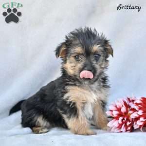 Brittany, Morkie / Yorktese Puppy