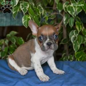 William, French Bulldog Puppy