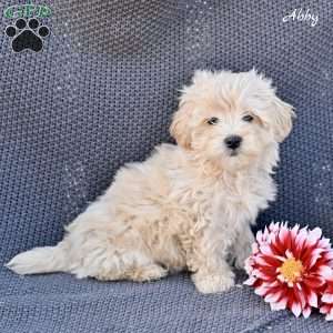 Abby, Maltipoo Puppy