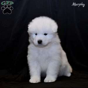 Murphy, Samoyed Puppy