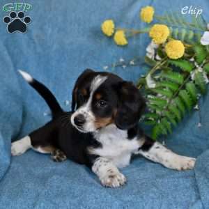 Chip, Miniature Australian Shepherd Mix Puppy