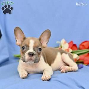 Wilbur, French Bulldog Puppy