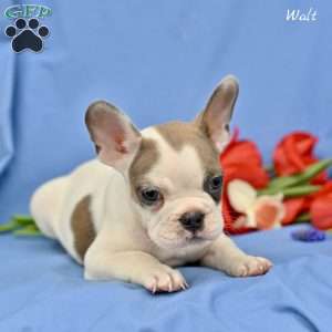 Walt, French Bulldog Puppy