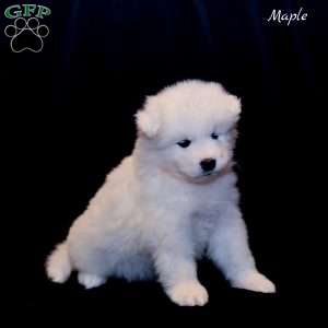 Maple, Samoyed Puppy