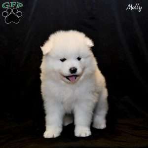 Molly, Samoyed Puppy