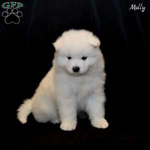 Molly, Samoyed Puppy