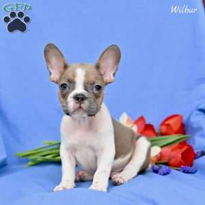 Wilbur, French Bulldog Puppy