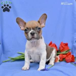 William, French Bulldog Puppy