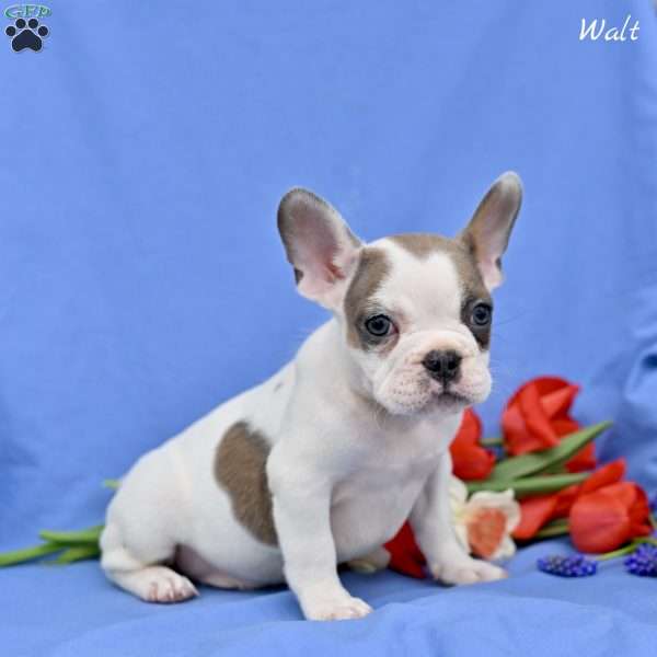 Walt, French Bulldog Puppy