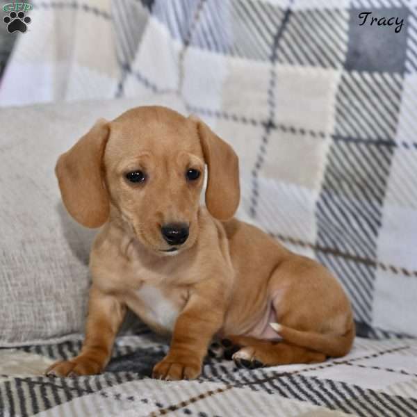 Tracey, Dachshund Puppy