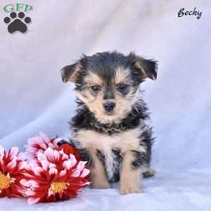 Becky, Morkie / Yorktese Puppy
