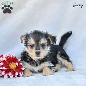 Becky, Morkie / Yorktese Puppy