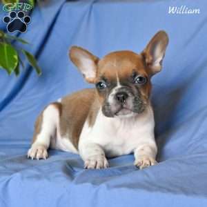 William, French Bulldog Puppy