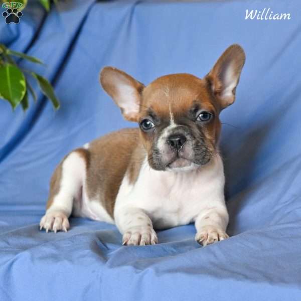 William, French Bulldog Puppy