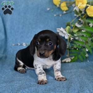 Pansy, Dachshund Puppy