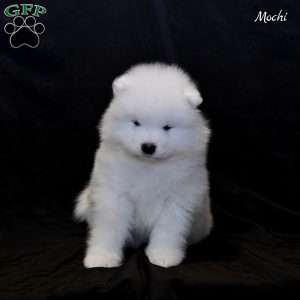 Mochi, Samoyed Puppy